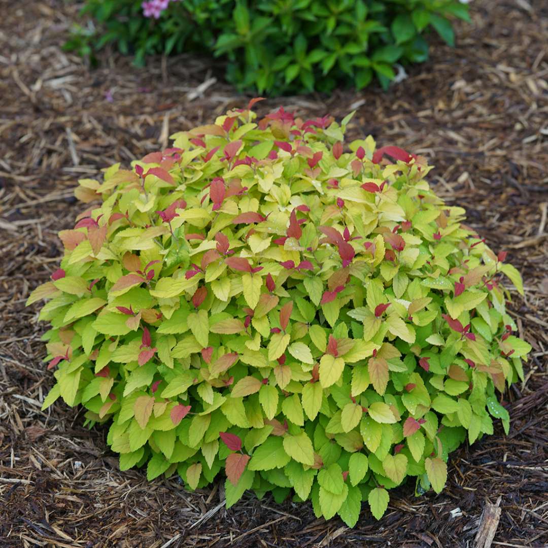 Low mounded Double Play Candy Corn spirea in landscape